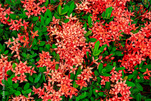 Fototapeta Naklejka Na Ścianę i Meble -  The needle flower a beautiful red flower , A needle flower in garden background