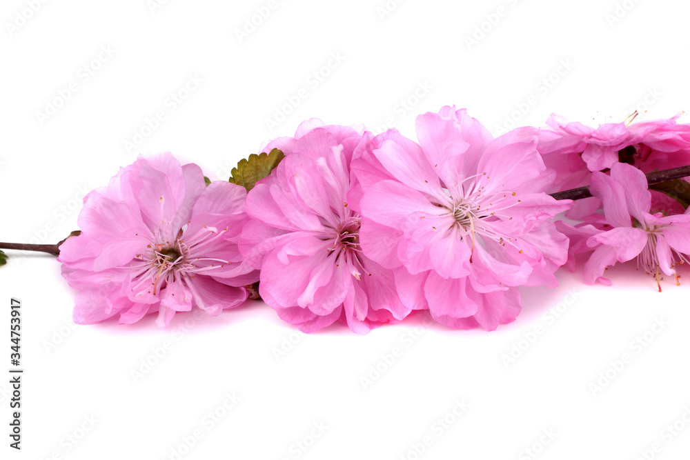 Fototapeta premium Cherry flowers isolated on white background. Sakura