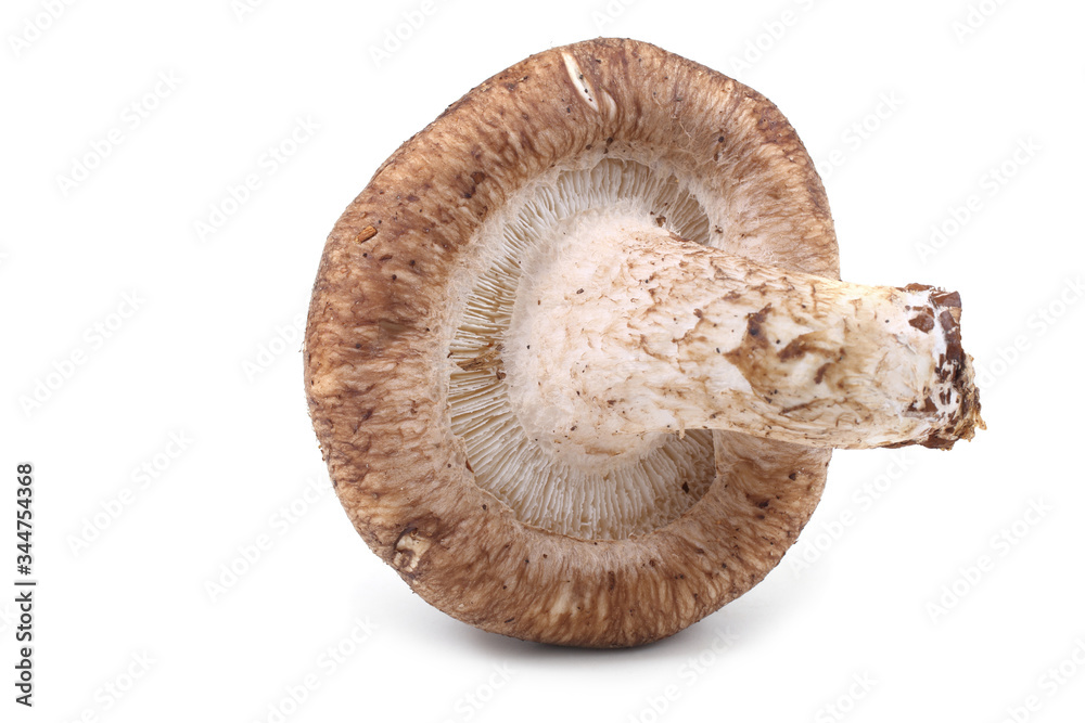 Shiitake mushroom isolated on white background Shiitake mushroom isolated on white background