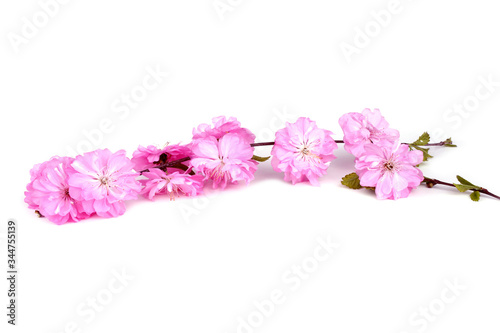 Cherry flowers isolated on white background. Sakura