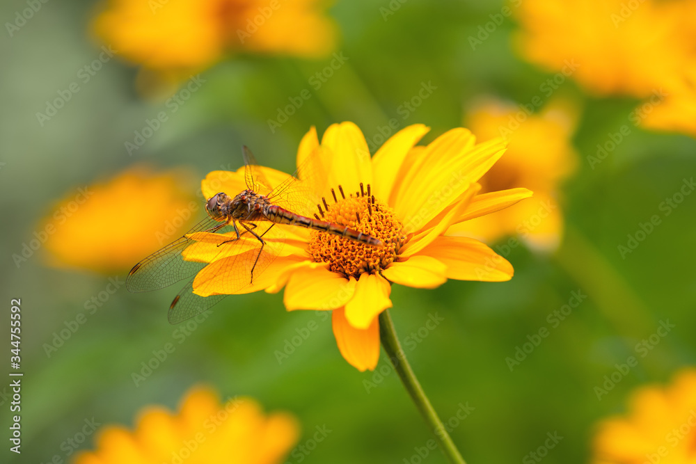 Dragonfly. Macro. A large dragonfly sits on a yellow flower. Summer and spring backgrounds Dragonfly. Macro. A large dragonfly sits on a yellow flower. Summer and spring backgrounds