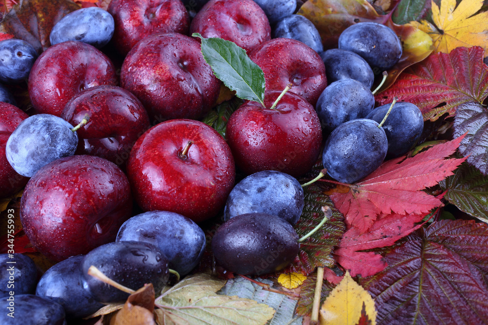 Fototapeta premium Plums on autumn leaves