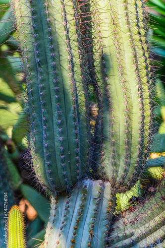 Cacti in the Botanical Gardens of El Huerto del Cura in Elche near Alicante. Alicante province. Spain