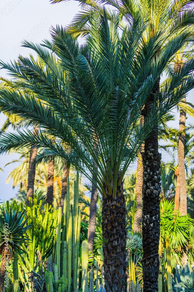 Botanical Gardens of El Huerto del Cura in Elche near Alicante. Alicante province. Spain Botanical Gardens of El Huerto del Cura in Elche near Alicante. Alicante province. Spain