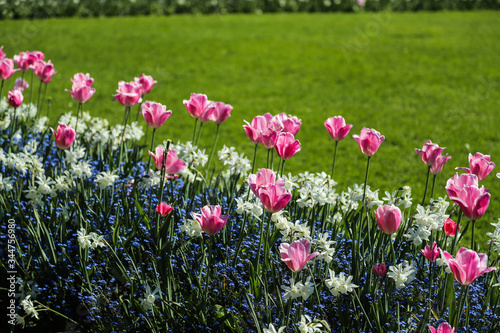 Wallpaper Mural Flowers Torontodigital.ca