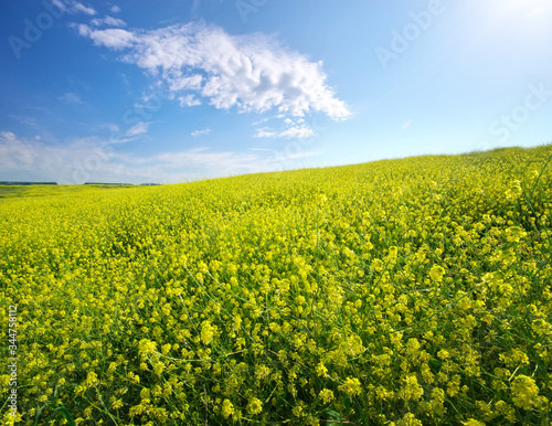 Meadow of rape at day.