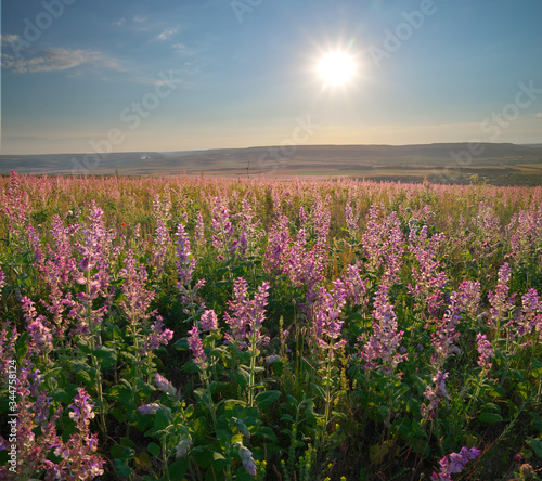 Meadow of salvia during the sunset.