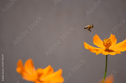 abeja polinizando