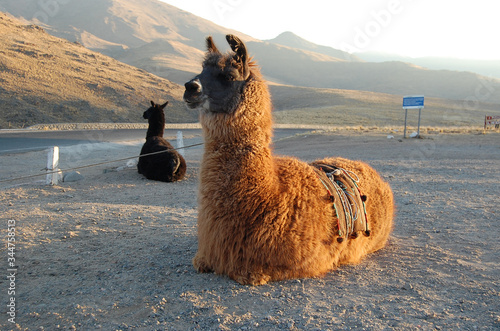 LLama descansando en el Abra  El Infiernillo Pcia. de Tucuman