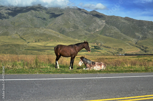 Caballo pastando 