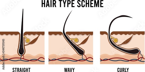 HAIR TYPE SCHEME - STRAIGHT, WAVY, CURLY