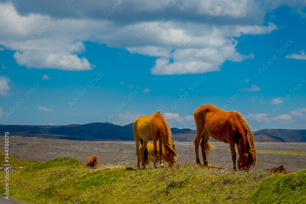 Wild Horses in the Cotopaxi National Park, in Ecuador Wild Horses in the Cotopaxi National Park, in Ecuador