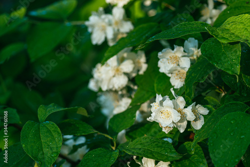 bright white jasmine flowers covered with morning dew on a background of green leaves. Selective focus macro shot with shallow DOF photo