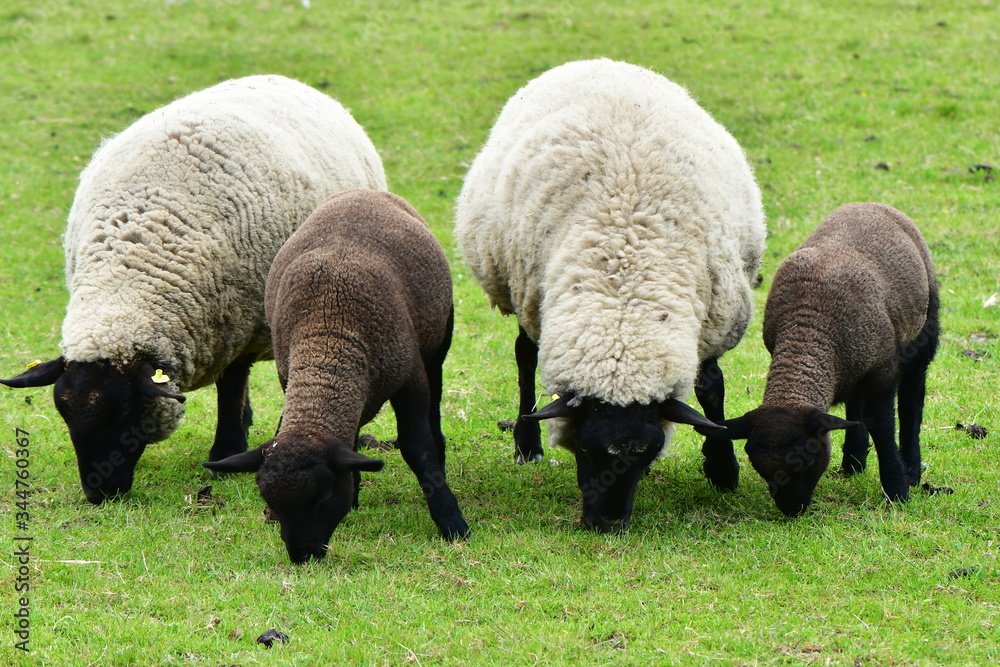 Ovis orientalis aries - Suffolk with young ones Ovis orientalis aries - Suffolk with young ones