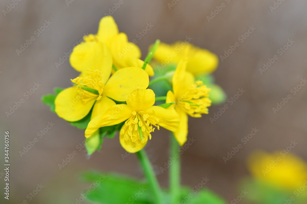 herbaceous perennial plant,Chelidonium majus herbaceous perennial plant,Chelidonium majus