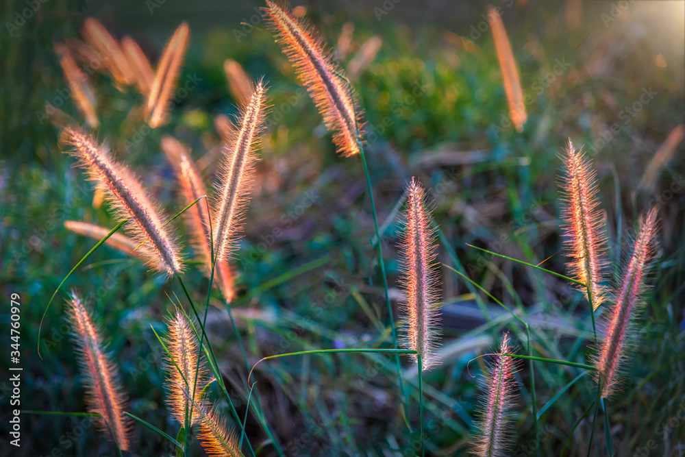 Grass flower with light sunlight during sunset time. Selective focus. Natural concept. Grass flower with light sunlight during sunset time. Selective focus. Natural concept.