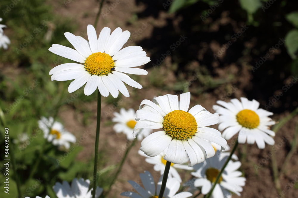 Chamomiles