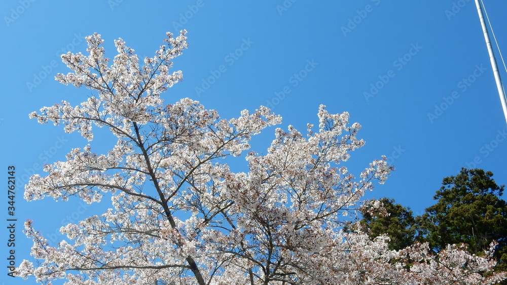 桜