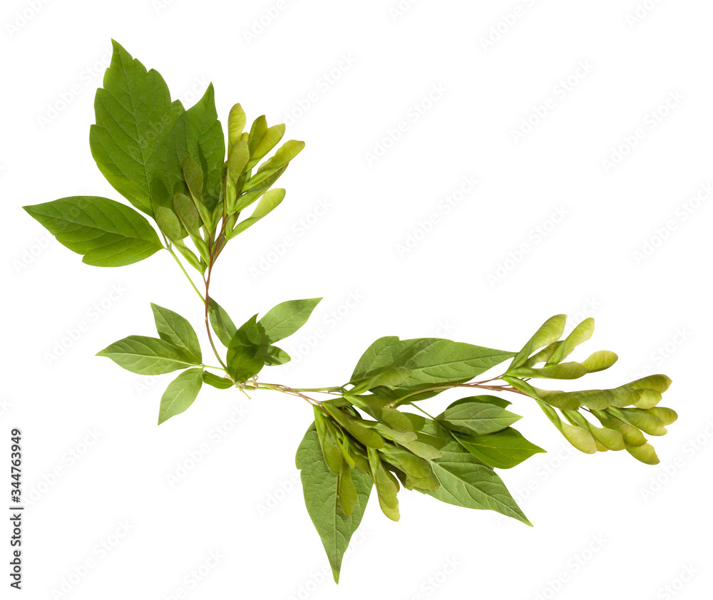 Young spring maple branch isolated on white. Young spring maple branch isolated on white.