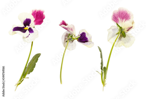 Isolated pansy flower