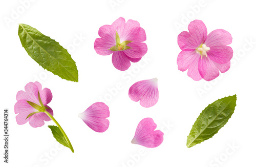 Isolated single pink flowers on white background. 