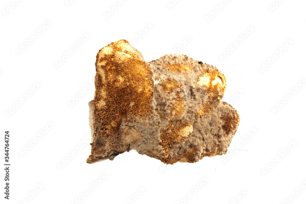 bark isolated on white background