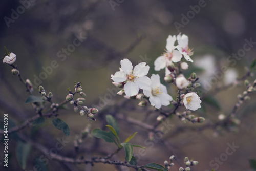 beautiful floral background with the image of a blossoming almond tree branch