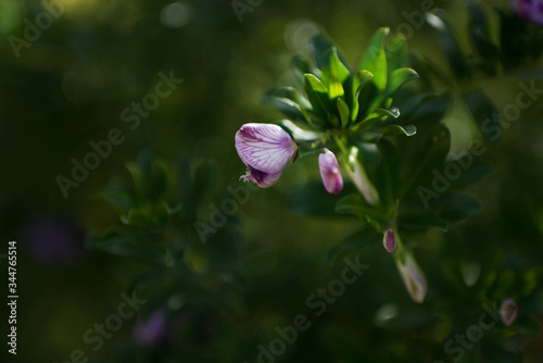 beautiful floral background with the image of a flowering branch