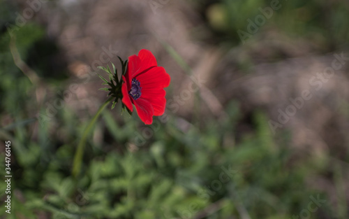 one beautiful red anemone against a green background like a scarlet flower