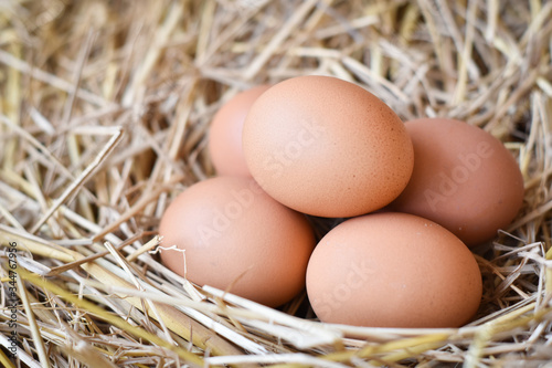 chicken eggs in the nest