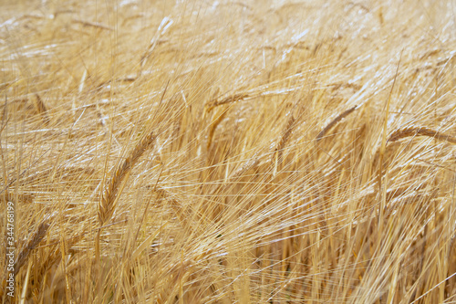 Wheat field during harvest time  golden color  good background