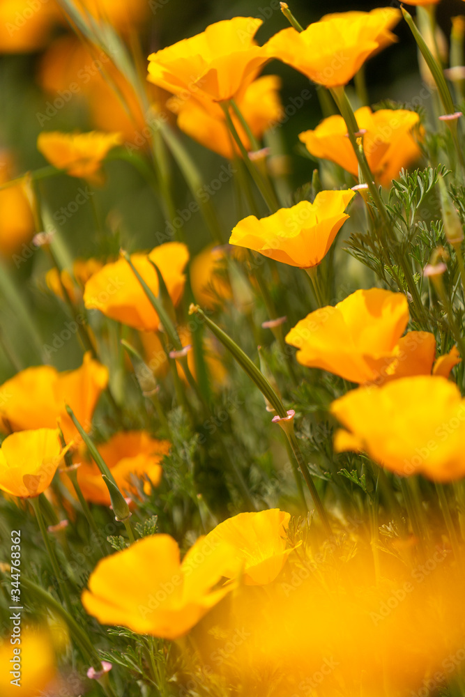California Poppies blooming in the Spring California Poppies blooming in the Spring