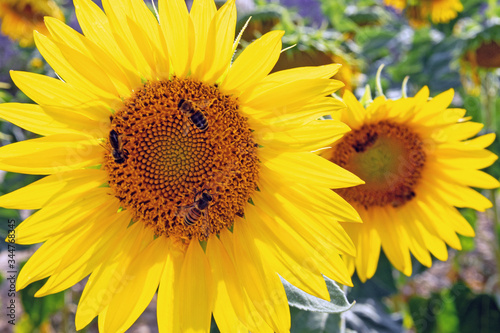 Honeybees above sunflower in summer  Valensole  France