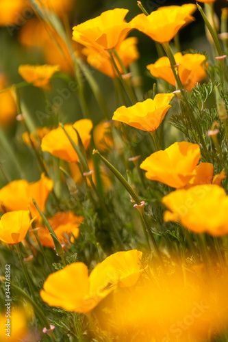 California Poppies blooming in the Spring