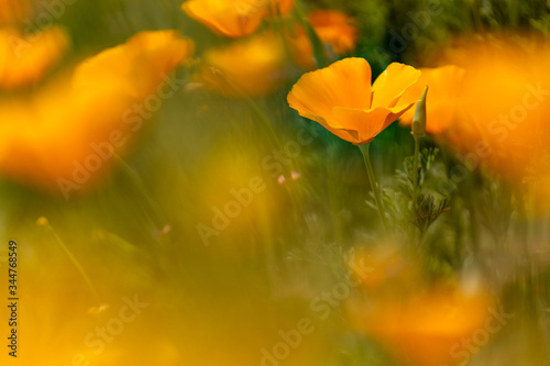 California Poppies blooming in the Spring
