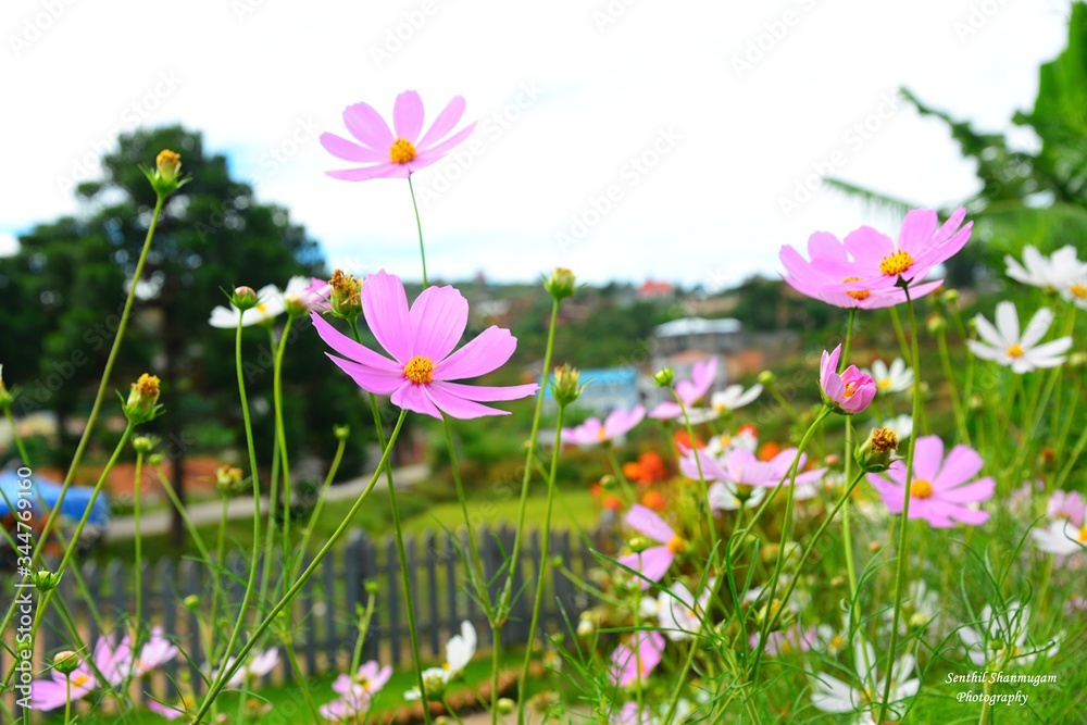 Margarita pink daisy flowers