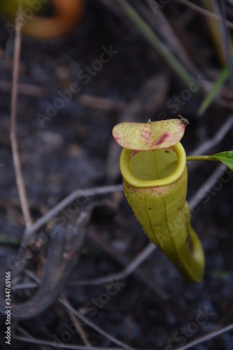 Nepenthes or tropical pitcher plant or monkey cups or carnivorous plants or Insect eating plant