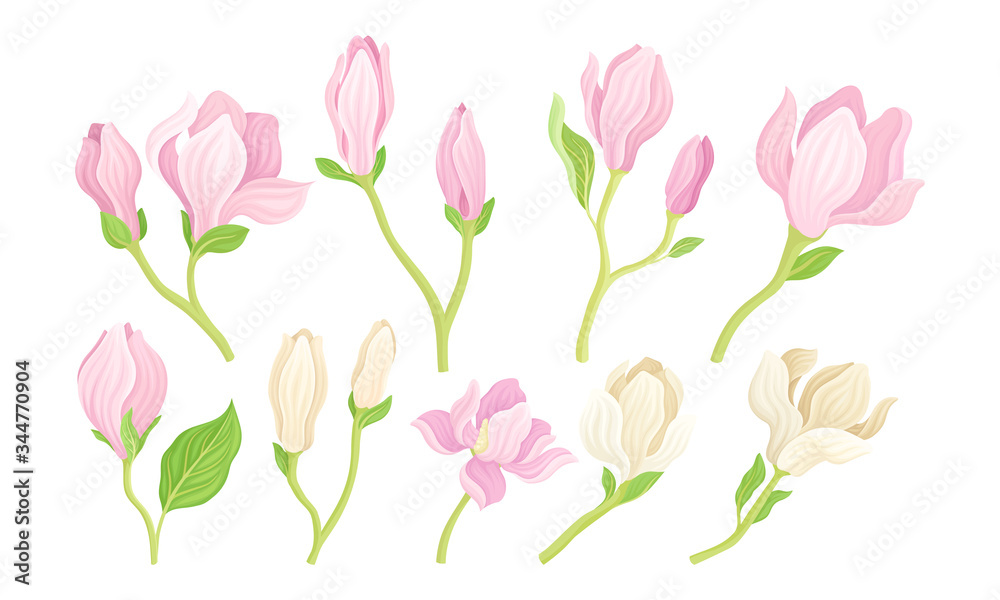 Magnolia Flower Buds on Stalk with Fibrous Leaves Vector Set