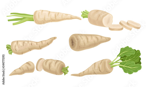 Parsnip with Roots and Lush Top Leaves Vector Set