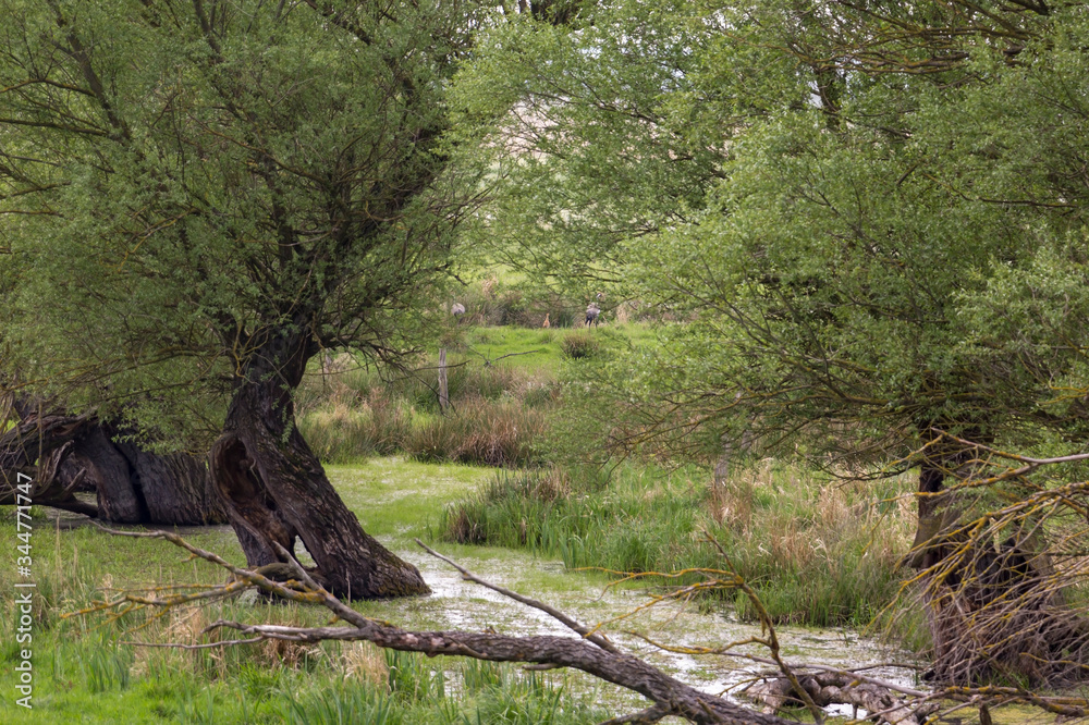 View into a small wetland, a swamp with willow trees in Havelland, Brandenburg.