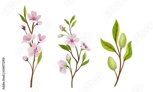 Almond Plant Branches with Blossoming Flowers Vector Set