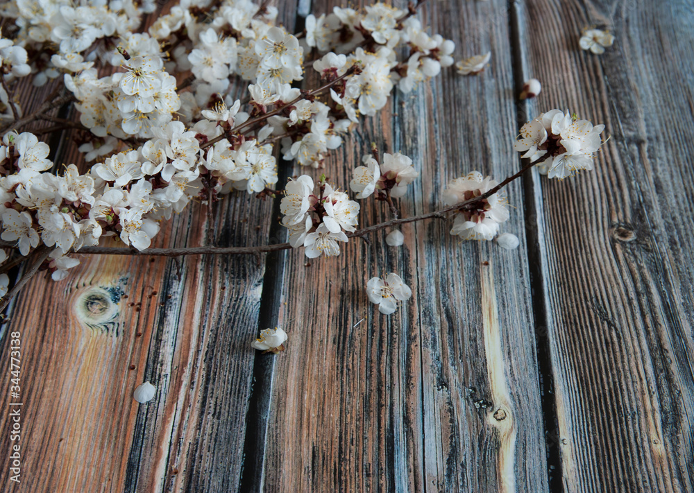 Flower composition. Branches of a flowering apricot with flying petals on a wooden background. Selective focus.