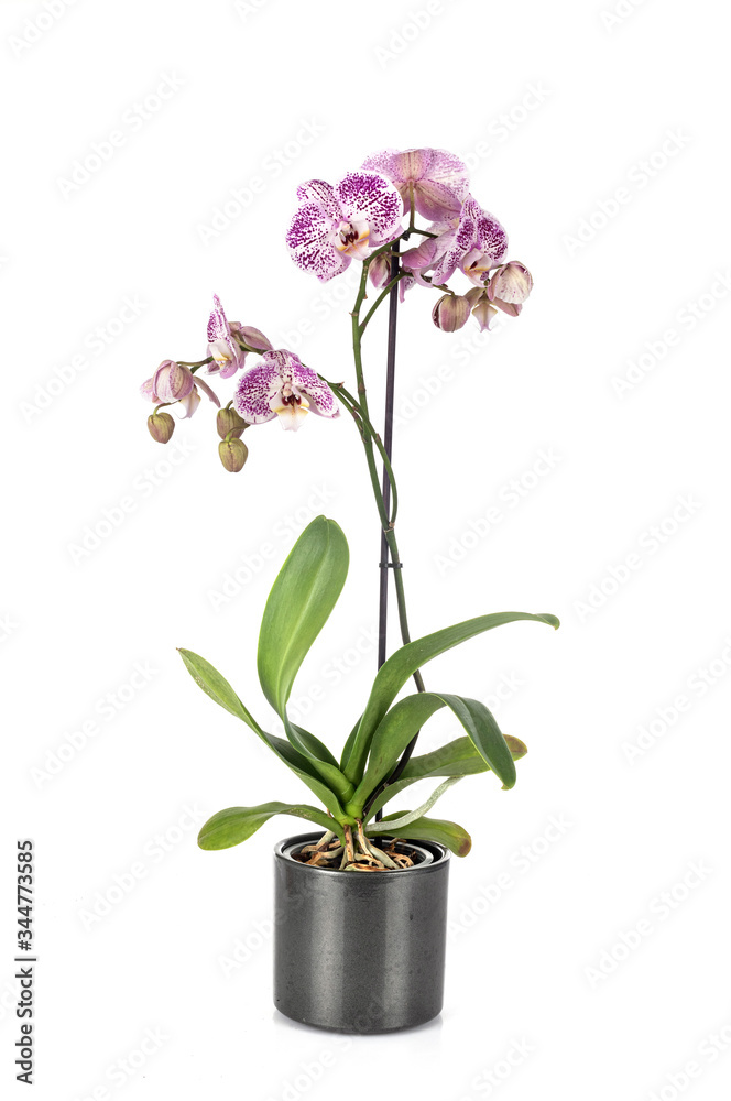 Fototapeta premium Phalaenopsis in studio