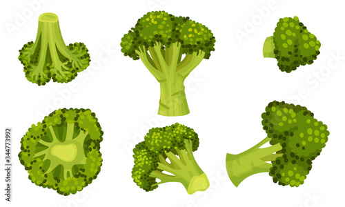 Green Broccoli Cabbage on Stalk as Healthy Nutrition Vector Set