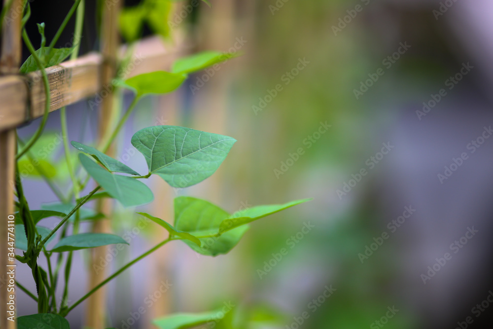 Green leaf with blurred background. Nature concept. Green leaf with blurred background. Nature concept.