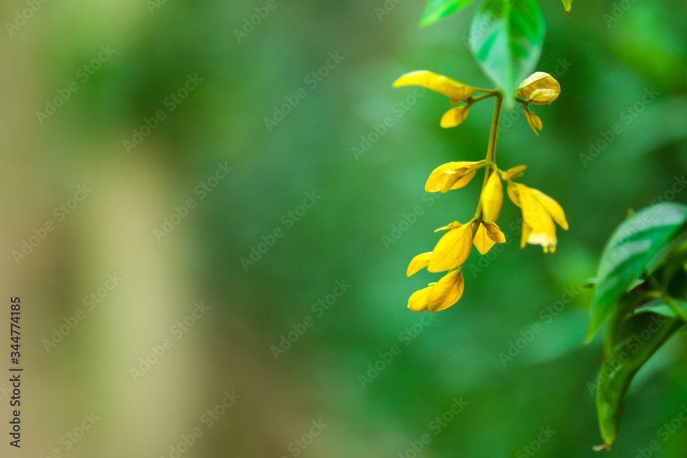 Green leaf with blurred background. Nature concept. Green leaf with blurred background. Nature concept.
