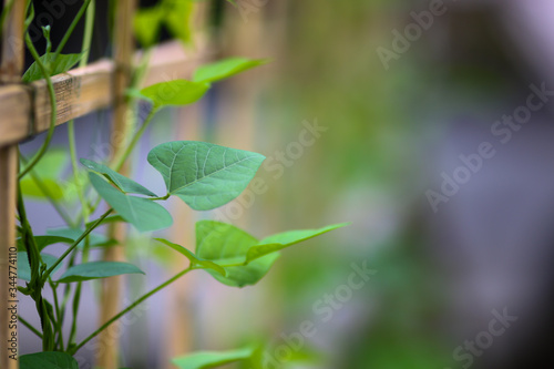 Green leaf with blurred background. Nature concept.