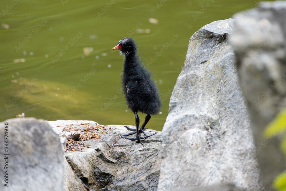 Ein Teichrallen Küken im Dunenkleid am Rand eines Teiches auf einem Stein in der Seitenansicht Ein Teichrallen Küken im Dunenkleid am Rand eines Teiches auf einem Stein in der Seitenansicht