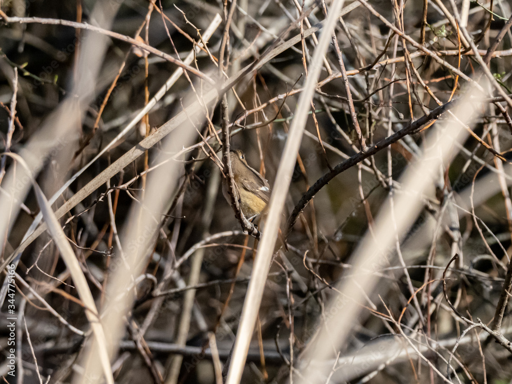 Female Daurian Redstart in wetland reeds 4