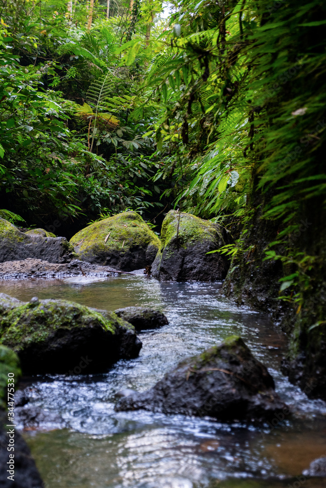Clear water flows in a lush forest reflecting the glittering sunlight Clear water flows in a lush forest reflecting the glittering sunlight